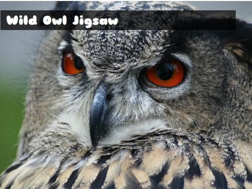 Wild owl Jigsaw